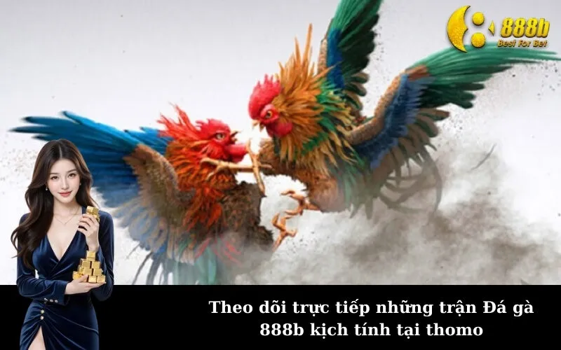 Theo dõi trực tiếp những trận Đá gà 888b kịch tính tại thomo